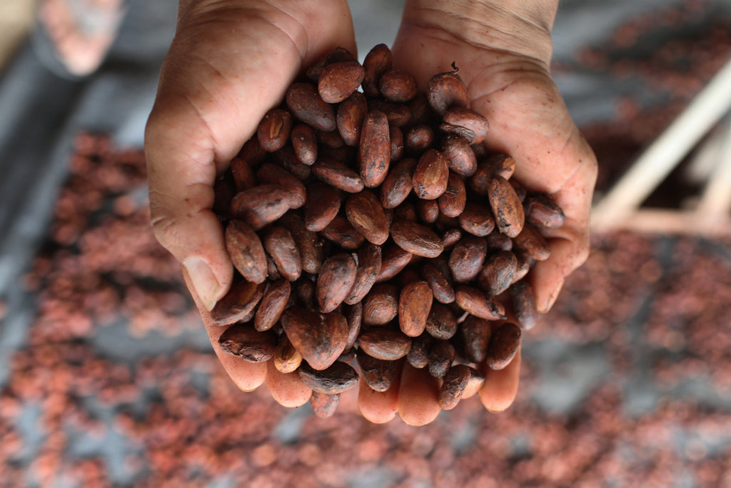 What You Need to Know About The Fair Trade Food Movement